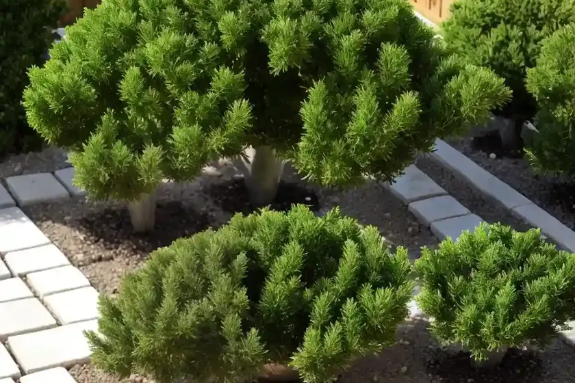 Juniperus procumbens ‘nana’ (garden juniper) — photo 2