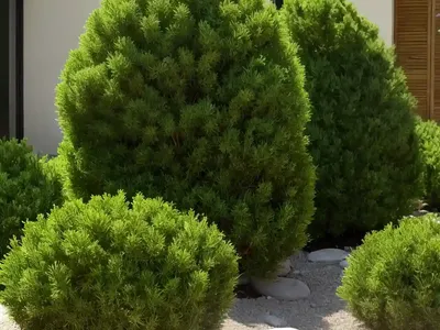 Juniperus Procumbens ‘Nana’ (Garden Juniper)