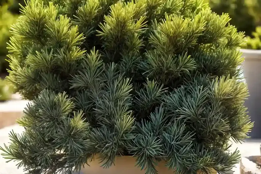 Juniperus rigida subsp. conferta ‘all gold’ (shore juniper) — photo 2