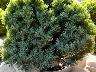 Juniperus Rigida Subsp. Conferta ‘All Gold’ (Shore Juniper)