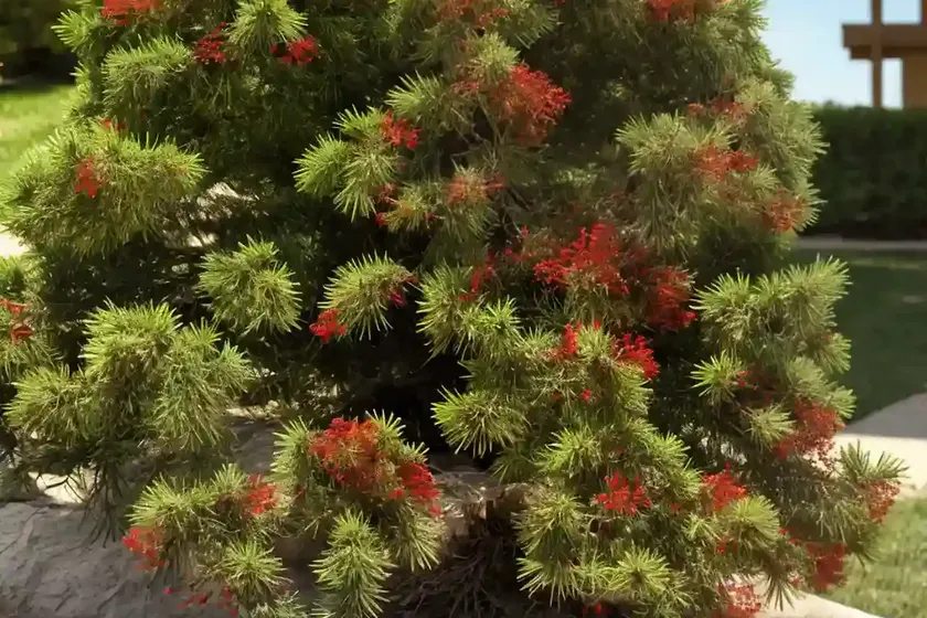 Juniperus virginiana (eastern red cedar) — photo 2
