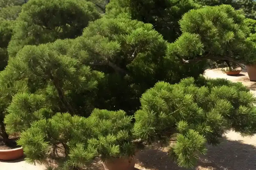 Juniperus virginiana (eastern red cedar) — photo 3