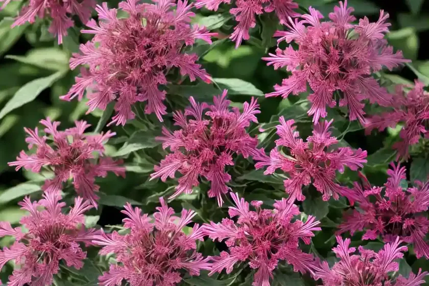 Jupiter’s-beard (centranthus ruber) — photo 2