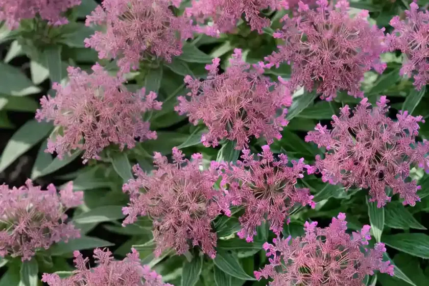 Jupiter’s-beard (centranthus ruber) — photo 3