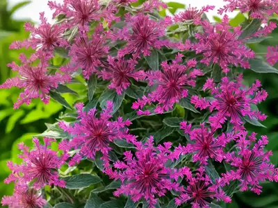 Jupiter’s-beard (Centranthus Ruber)