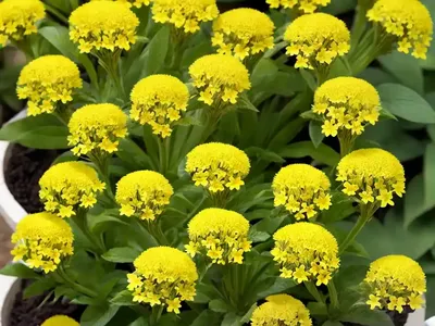 Justicia Aurea (Yellow Jacobinia)