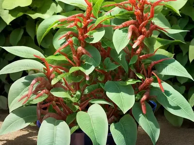 Justicia Brandegeeana (Shrimp Plant)