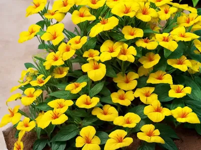 Justicia Californica (Chuparosa)