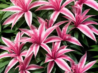 Justicia Carnea (Brazilian Plume)