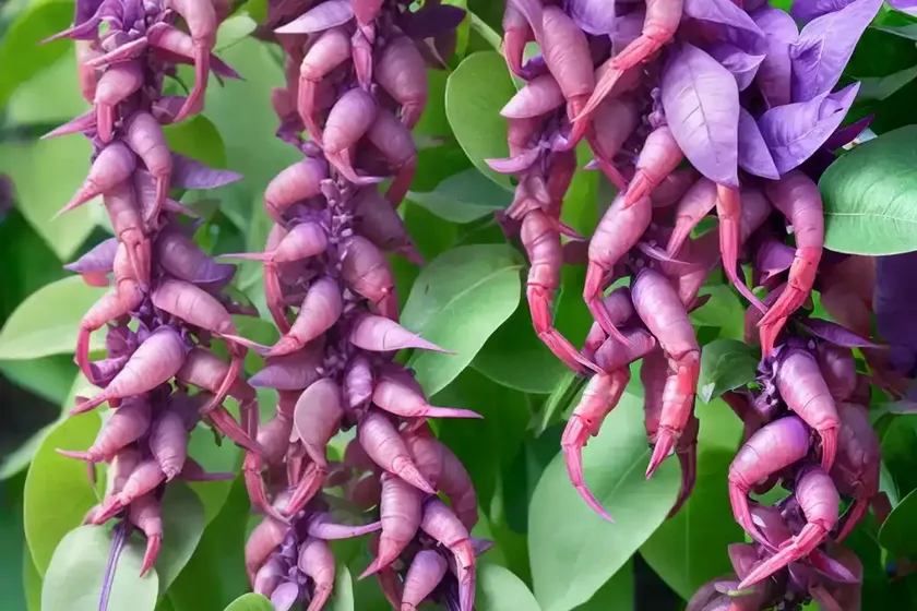 Justicia scheidweileri (purple shrimp plant) — photo 2