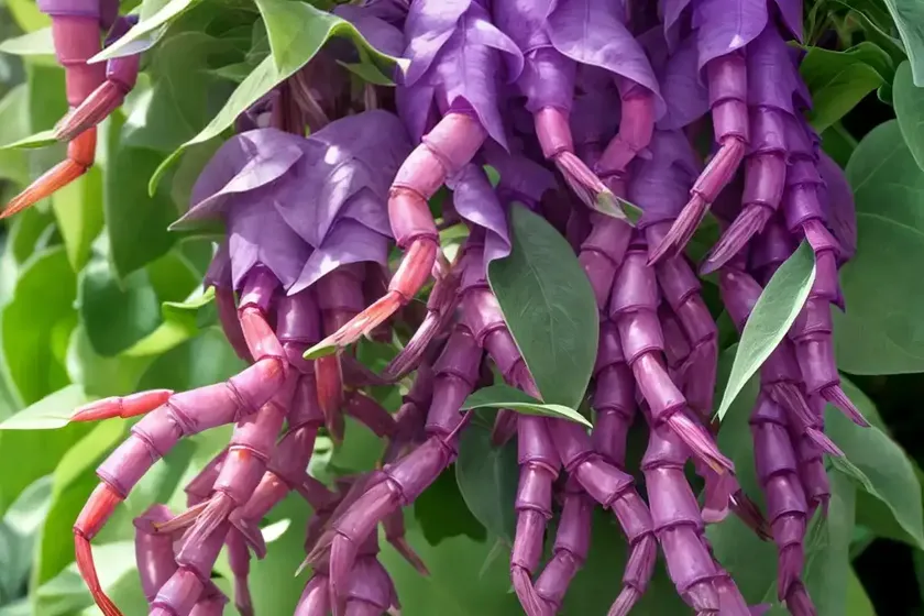 Justicia scheidweileri (purple shrimp plant) — photo 3