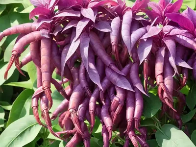 Justicia Scheidweileri (Purple Shrimp Plant)