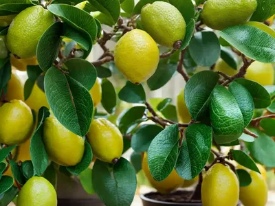 Kaffir Lime (Citrus Hystrix)