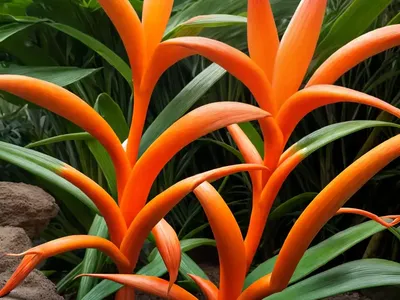Kahili Ginger (Hedychium Gardnerianum)