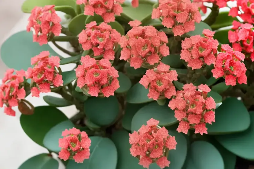 Kalanchoe aromatica (kalanchoe aromatica) — photo 2