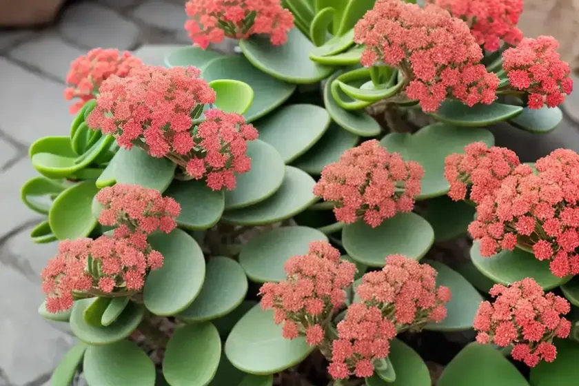 Kalanchoe aromatica (kalanchoe aromatica) — photo 3