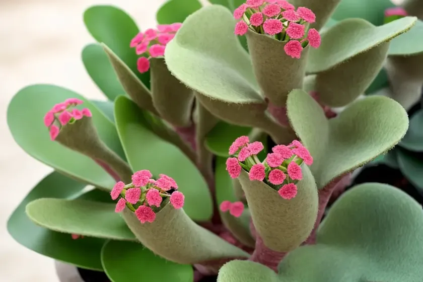 Kalanchoe beharensis ‘fang’ (felt plant) — photo 2