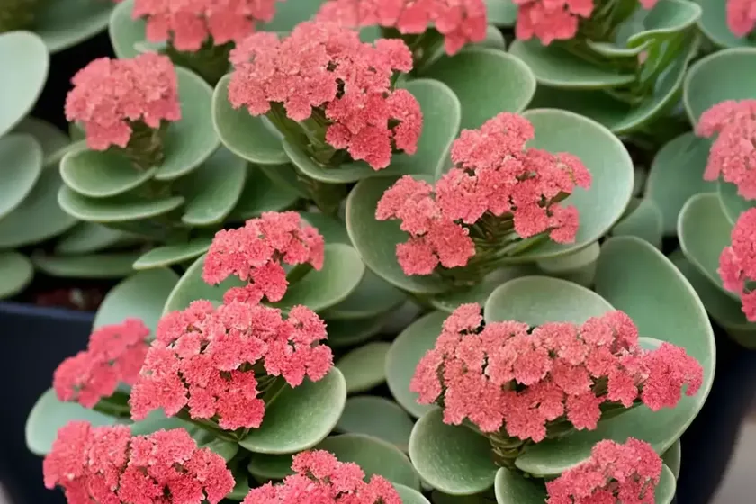 Kalanchoe behartii (kalanchoe ‘beharti’) — photo 2