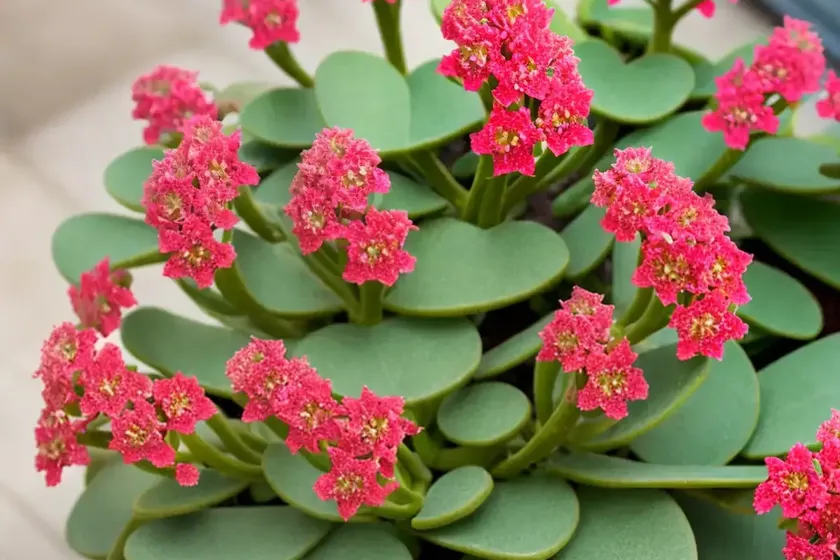 Kalanchoe behartii (kalanchoe ‘beharti’) — photo 3