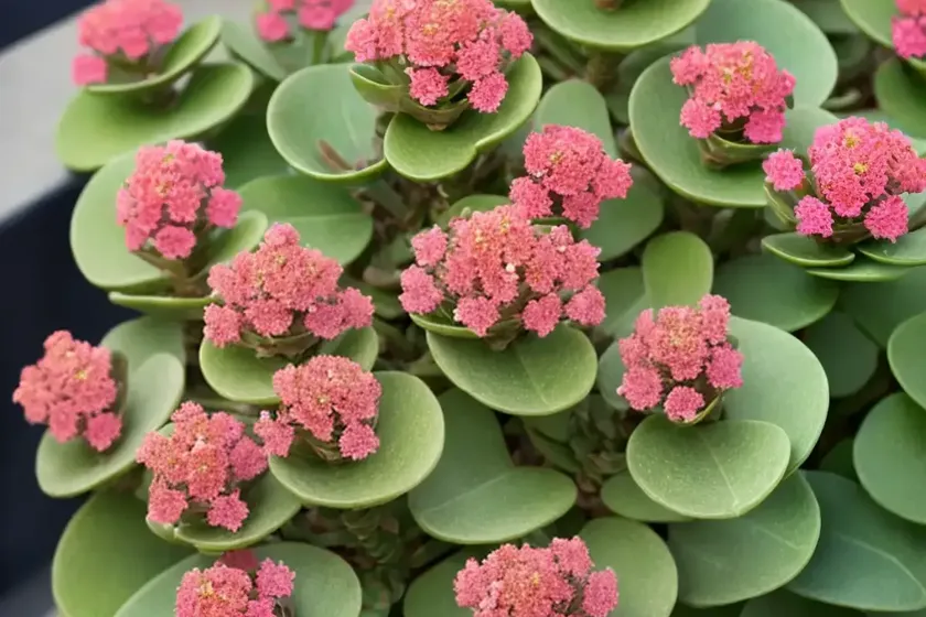 Kalanchoe behartii (kalanchoe ‘beharti’)