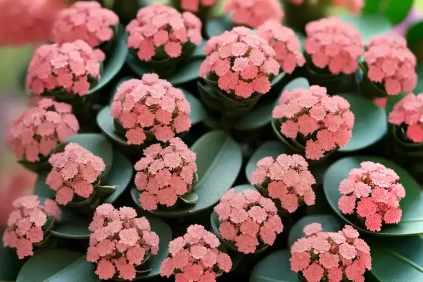 Kalanchoe blossfeldiana (florist kalanchoe) — photo 3