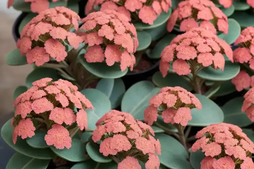 Kalanchoe dinklagei (kalanchoe dinklagei rauh) — photo 3