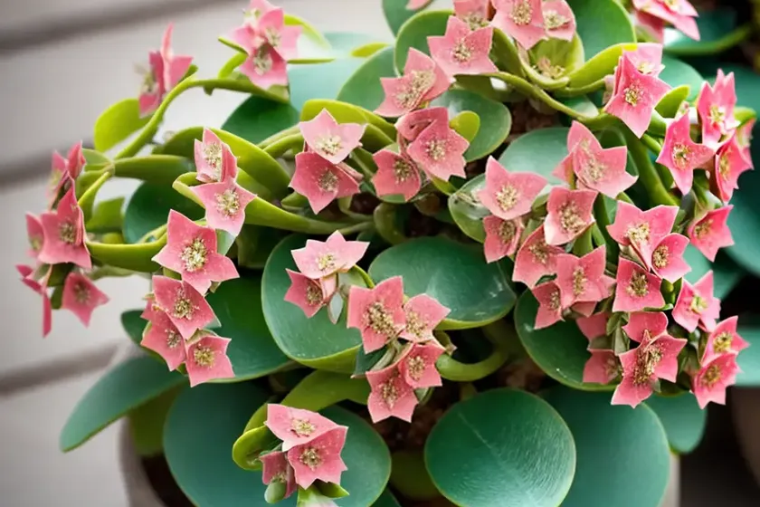 Kalanchoe ‘freedom bells’ (kalanchoe uniflora ‘freedom bells’) — photo 2