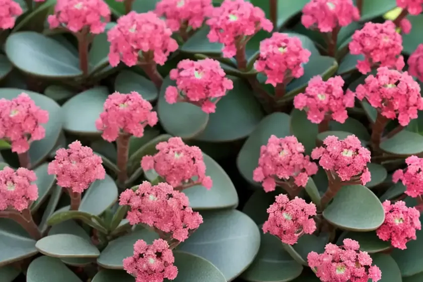 Kalanchoe humilis (kalanchoe humilis) — photo 3