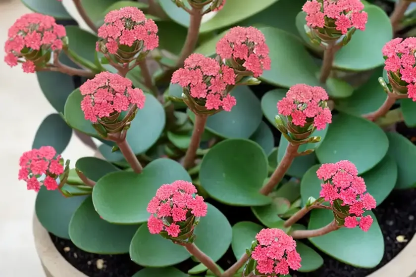 Kalanchoe longiflora (kalanchoe longiflora) — photo 3