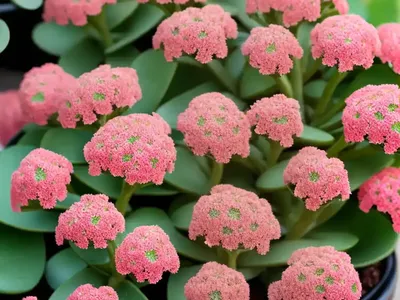 Kalanchoe Longiflora (Kalanchoe Longiflora)