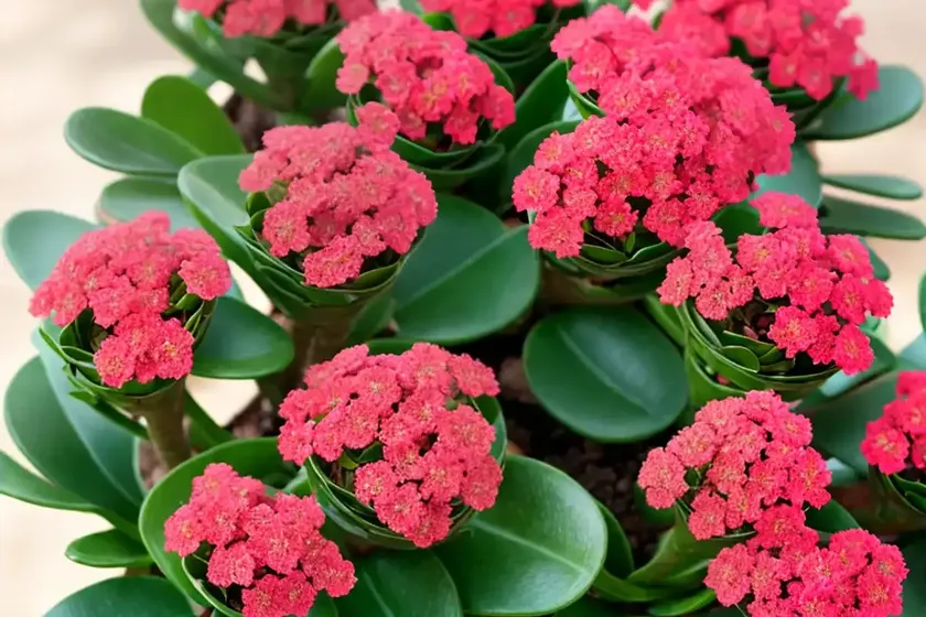 Kalanchoe marnieriana (kalanchoe panamensis) — photo 3
