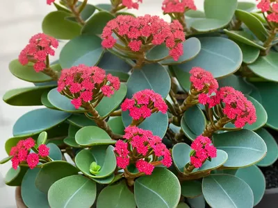 Kalanchoe Marnieriana (Kalanchoe Panamensis)