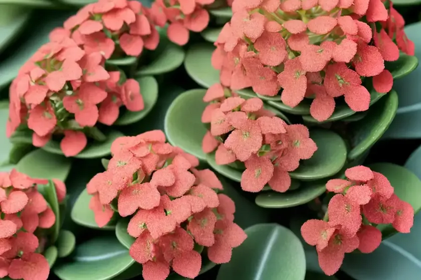 Kalanchoe wendy (kalanchoe ‘wendy’) — photo 3