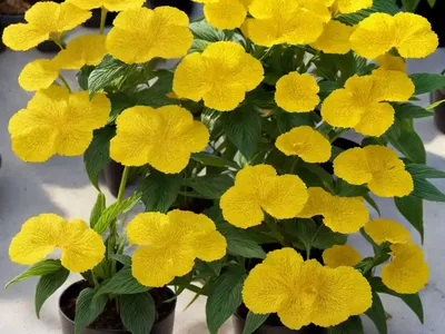 Kalimeris (Kalimeris Yomena ‘Aurea’)