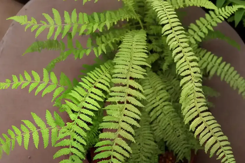 Kangaroo Fern (Microsorum Pustulatum) — photo 2
