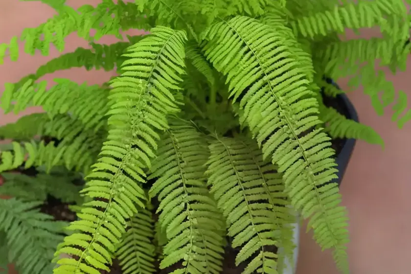 Kangaroo Fern (Microsorum Pustulatum) — photo 3