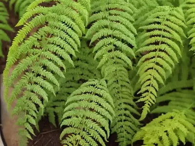 Kangaroo Fern (Microsorum Pustulatum)