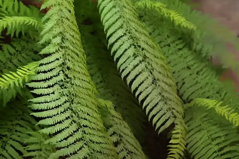 Kangaroo fern (phymatosorus diversifolius) — photo 2