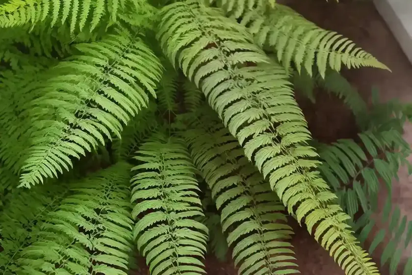 Kangaroo fern (phymatosorus diversifolius) — photo 3