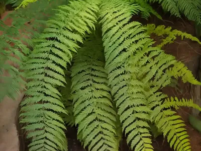 Kangaroo Fern (Phymatosorus Diversifolius)