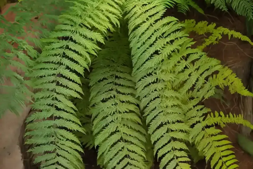 Kangaroo fern (phymatosorus diversifolius)