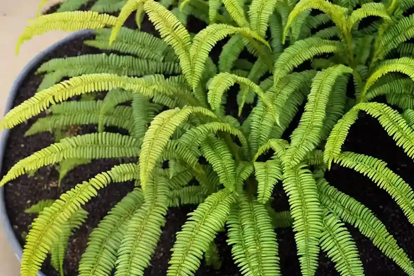 Kangaroo paw fern (microsorum diversifolium) — photo 2