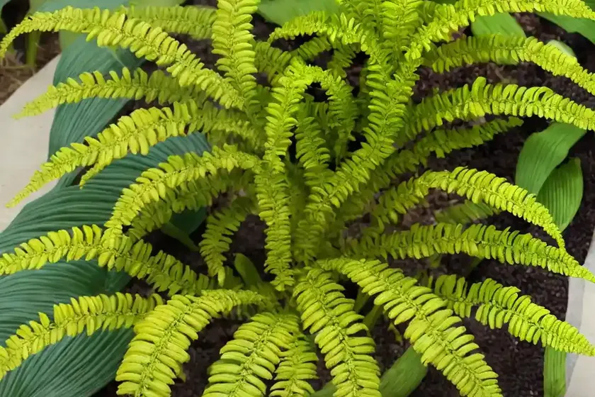 Kangaroo paw fern (microsorum diversifolium) — photo 3