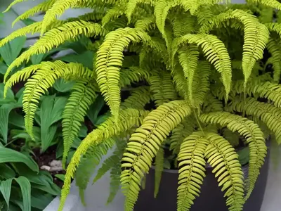 Kangaroo Paw Fern (Microsorum Diversifolium)