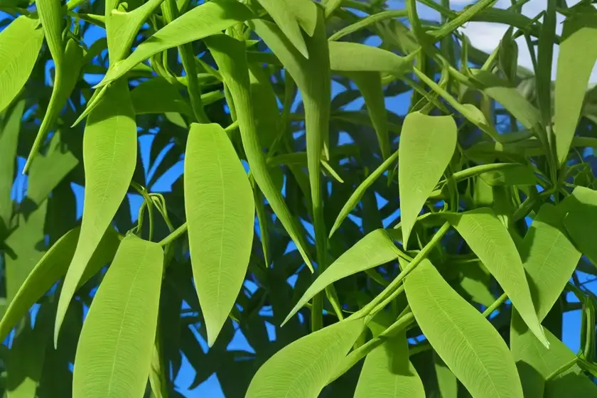 Kangaroo vine (cissus antarctica) — photo 2