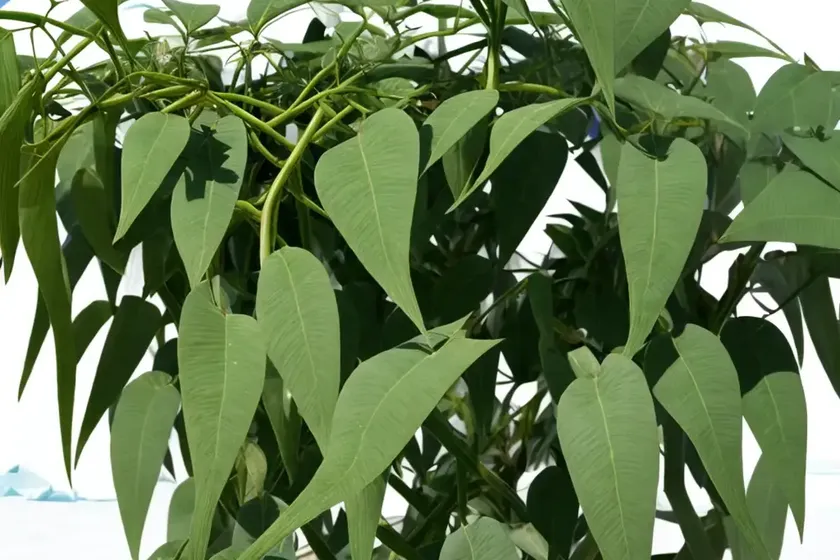 Kangaroo vine (cissus antarctica) — photo 3