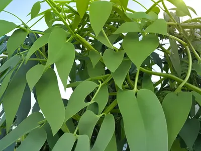 Kangaroo Vine (Cissus Antarctica)