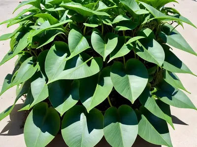 Kangkong (Ipomoea Aquatica)