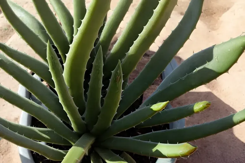 Karoo aloe (aloe longistyla) — photo 2