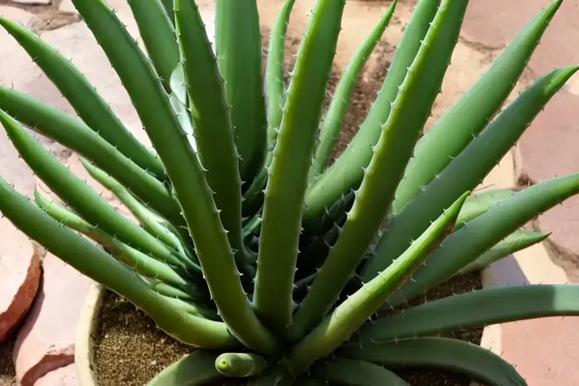 Karoo aloe (aloe longistyla) — photo 3